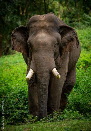 Wild elephant walking in the forest 
