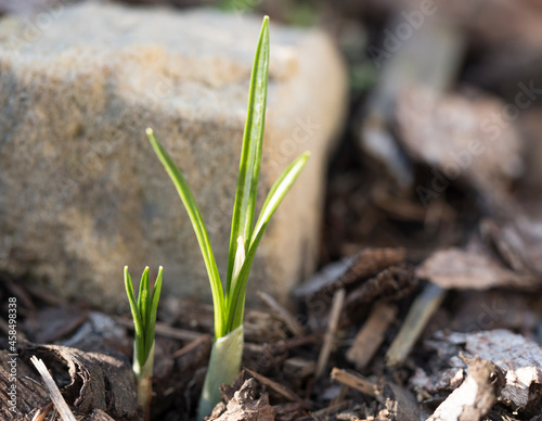 Close up first spring flowers, green leaves of crocus growing up from ground covered by bark at rock garden. Selective focus