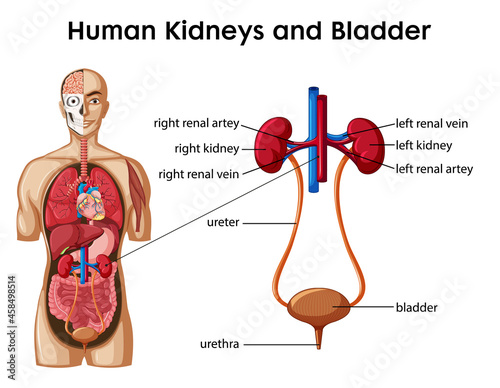 Human Kidneys and Bladder cartoon style infographic photo