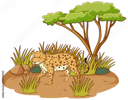 Leopard in savannah forest on white background