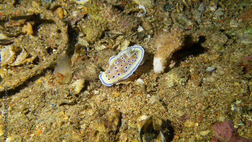 Chromodoris kuniei sea slug - scuba diving around Phuket, Thailand photo