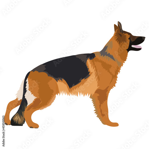 deutscher Schäferhund