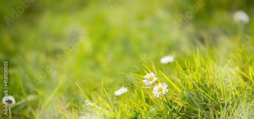 Wild flowers on green background, spring and natural environment concept, summer time, eco system. 