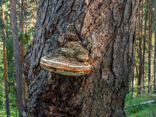 Obraz na płótnie A tinder fungus on the trunk of a pine tree.