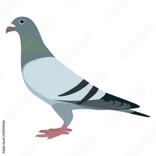 Ringeltaube