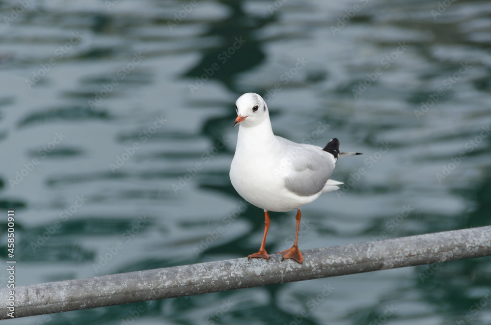 seagulls in ancient harbour in Genoa italy seagulls in ancient harbour in Genoa italy