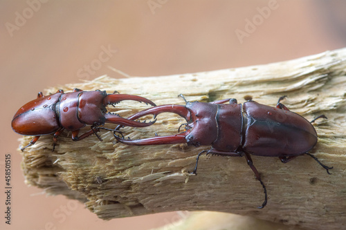 Two male stag beetles in the mating season , Prosopocoilus astacoides