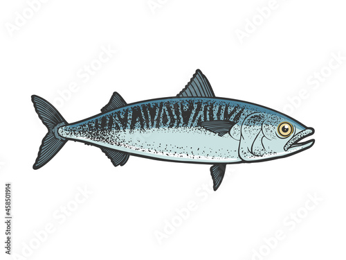 Atlantic mackerel scomber fish color sketch engraving vector illustration. T-shirt apparel print design. Scratch board imitation. Black and white hand drawn image.