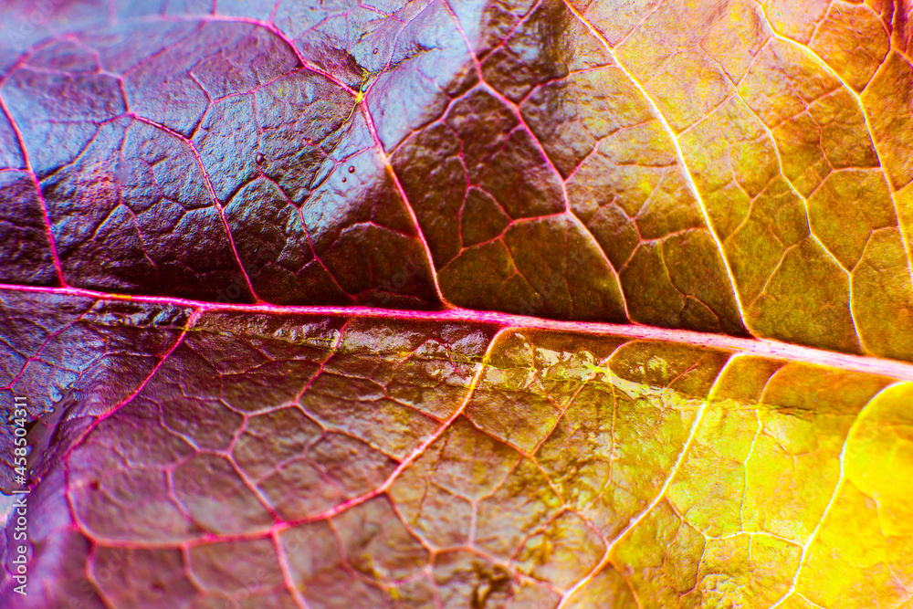 Obraz premium Purple leaf close up. Fresh leaves texture background. Natural eco wallpaper. Vegetarian food. Vegetable and vitamins products. Macro photo.