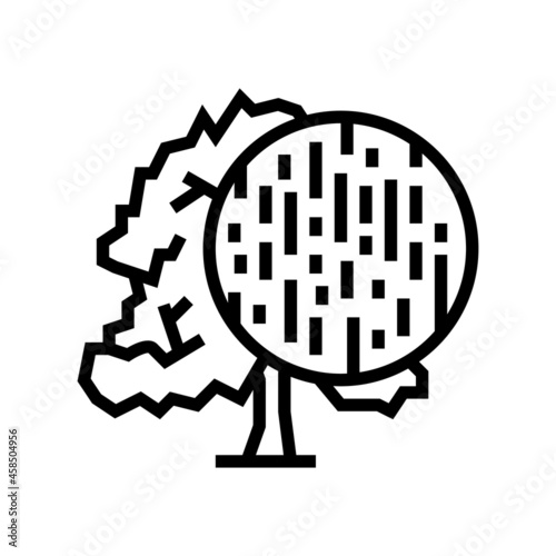 beech wood line icon vector. beech wood sign. isolated contour symbol black illustration