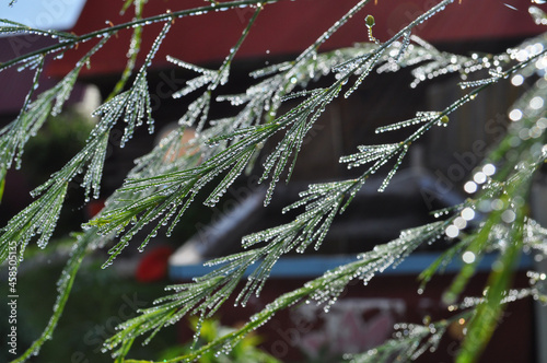 dew on the grass
