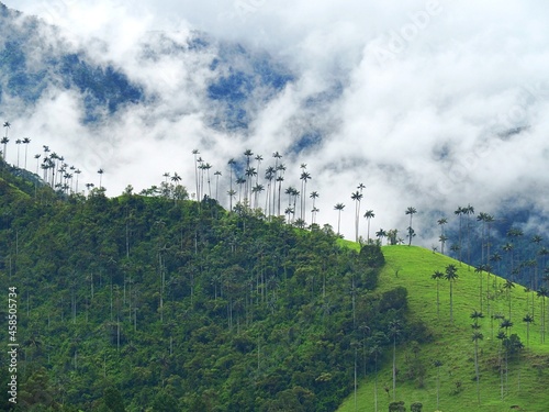 Vallée de la Cocora, Colombie