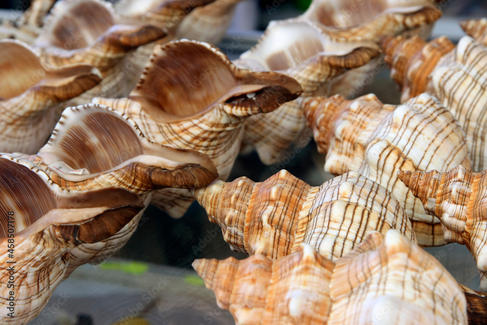 Obraz premium Screw brown seashells in the Nessebar market