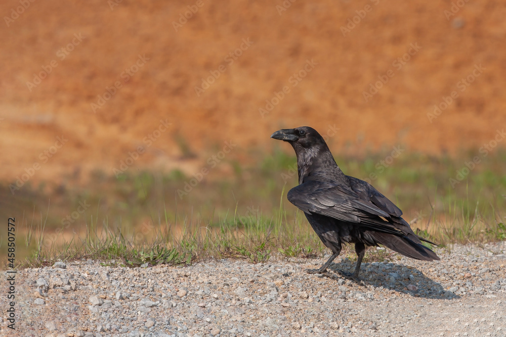 Fototapeta premium Northern Raven (Corvus corax) walking on a gravel road