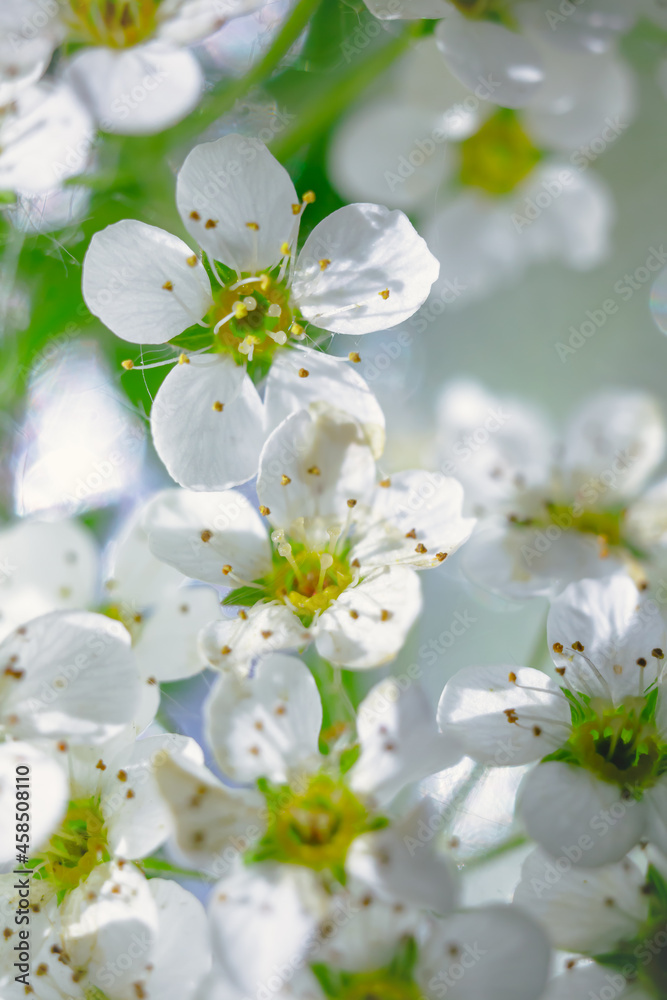 Fototapeta Apple blossoms in spring on white background