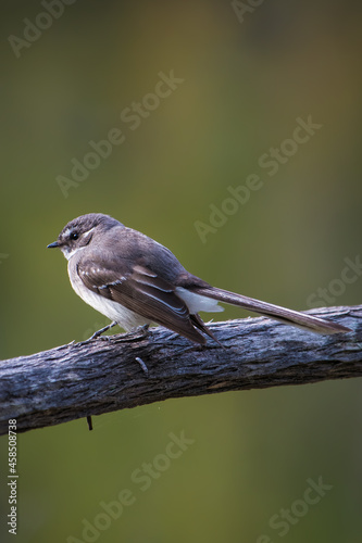 Selective focus of the small Grey fantail bird perching on the tree branch on the blurry backgroun photo