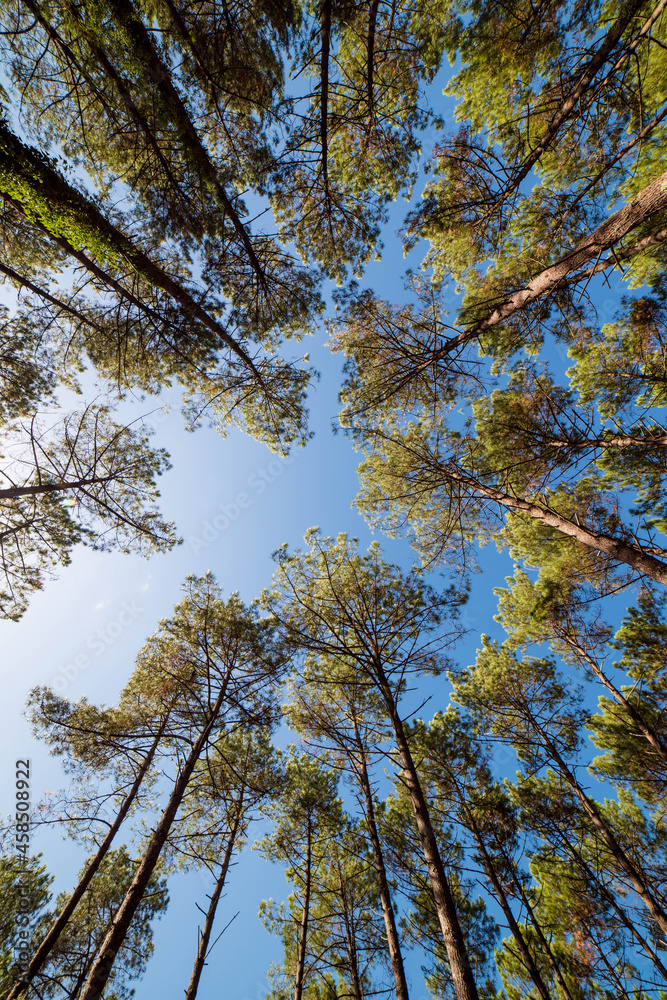 Obraz premium beautiful landscape with the top of a pine forest