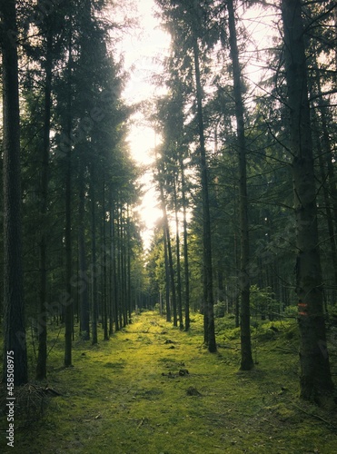 Im Wald © Jannis Bonner