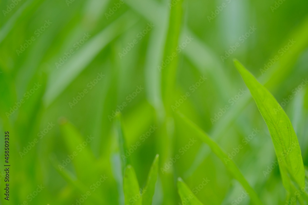 green grass background , close up of green grass green grass background , close up of green grass
