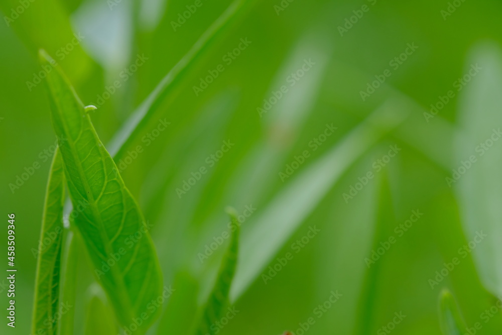 green grass background , close up of green grass green grass background , close up of green grass