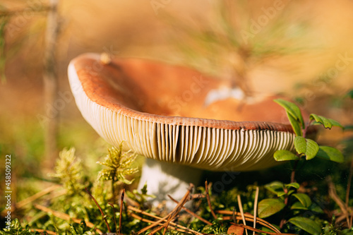 Mushroom Russula emetica - sickener, emetic russula, or vomiting russula. Autumn Forest. Conditionally edible fungus. Belarus, Europe photo