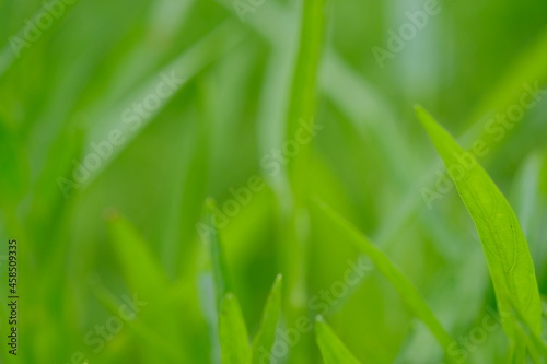 green grass background , close up of green grass