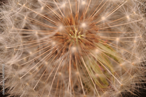 Seeds Before The Journey with Dandelion