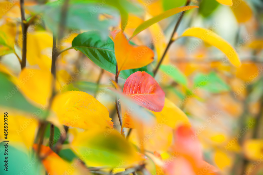 Obraz premium autumn background of colorful leaves
