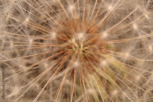 Seeds of Dandelion under Natural Light
