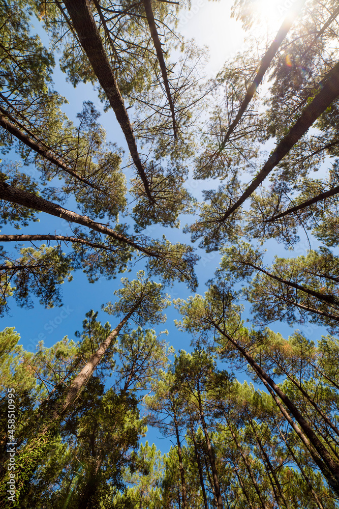 beautiful landscape with the top of a pine forest beautiful landscape with the top of a pine forest