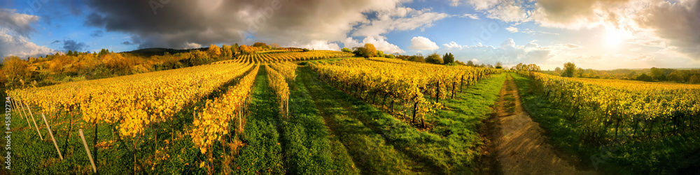Panoramic vineyard landscape in autumn, with blue sky, dramatic clouds and rows of gold grapevine in warm sunlight, wide panorama format