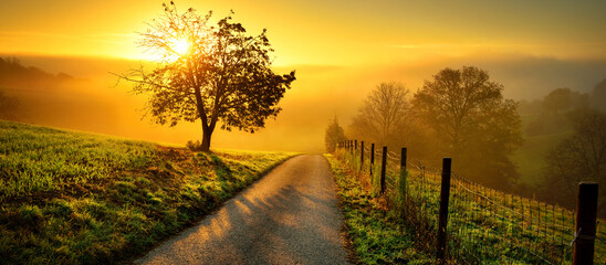 Acrylglasbilder Orange Rural landscape with a path and the silhouette of a lone tree on a meadow at sunrise, mist on the horizon and magnificent gold sunlight   © Smileus