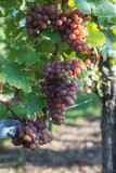 Closeup of black grapes in a vineyard
