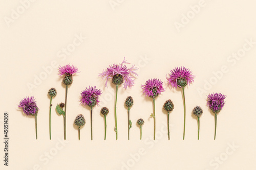 Leinwand Poster Minimal natural floral background Botanical pattern from meadow herbs thorn thistle or burdock