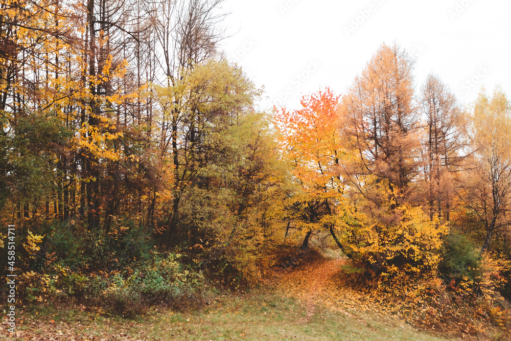 autumn forest view