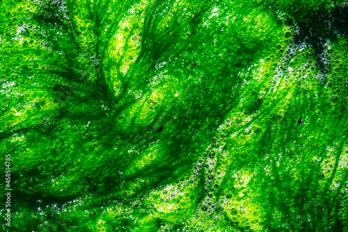 Abstract green alga background photo