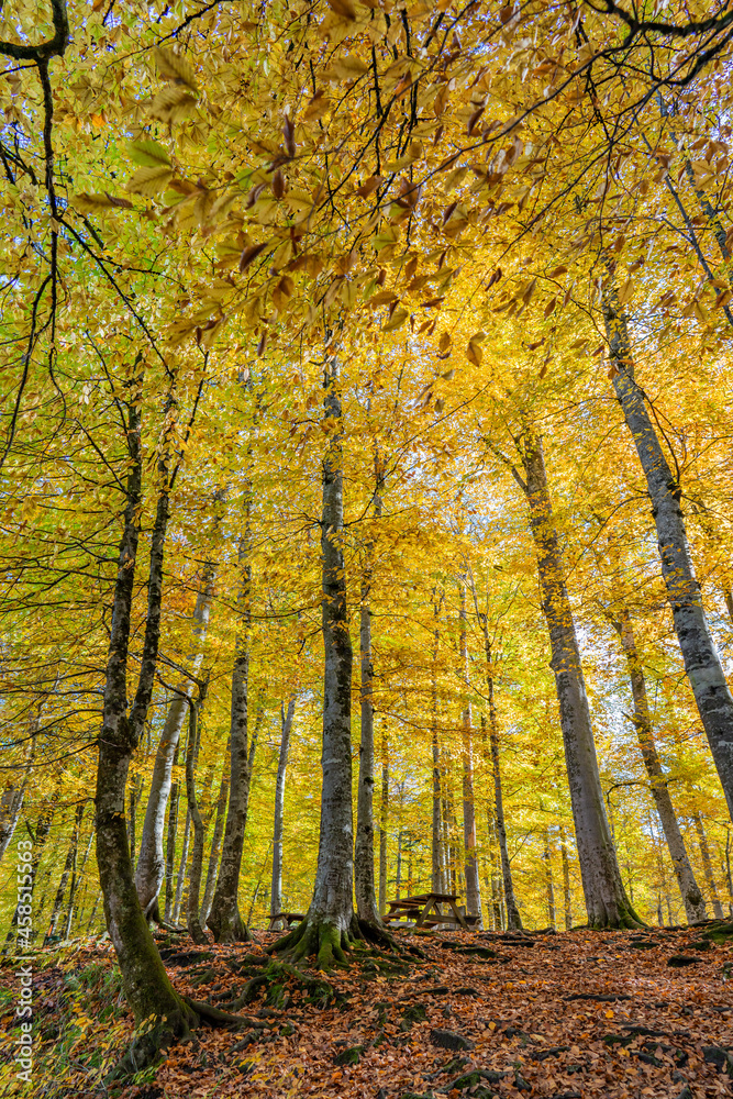 autumn landscape in the forest