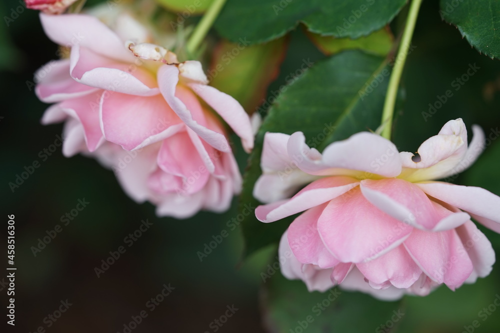 Fototapeta premium pink and white flower