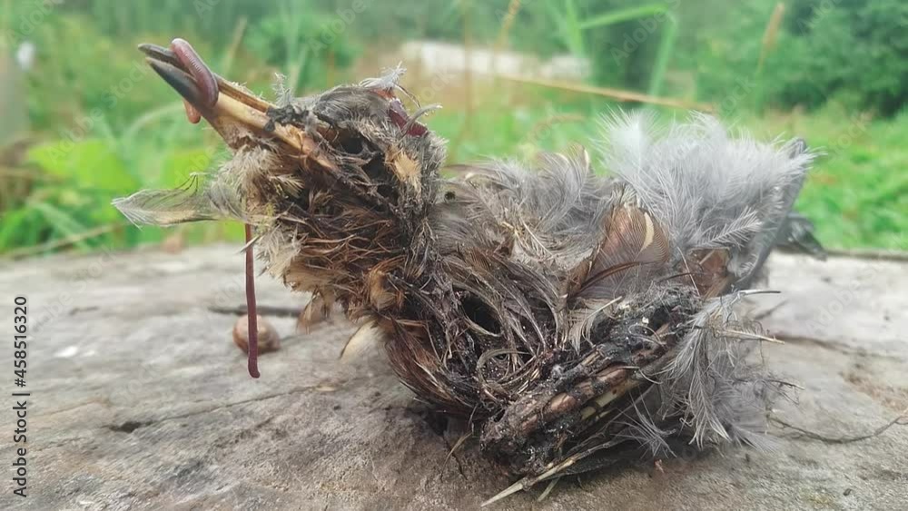 Close-up Of A Gnawed Dead Bird Skeleton, Its Head And Body Teeming With Worms Close-up Of A Gnawed Dead Bird Skeleton, Its Head And Body Teeming With Worms