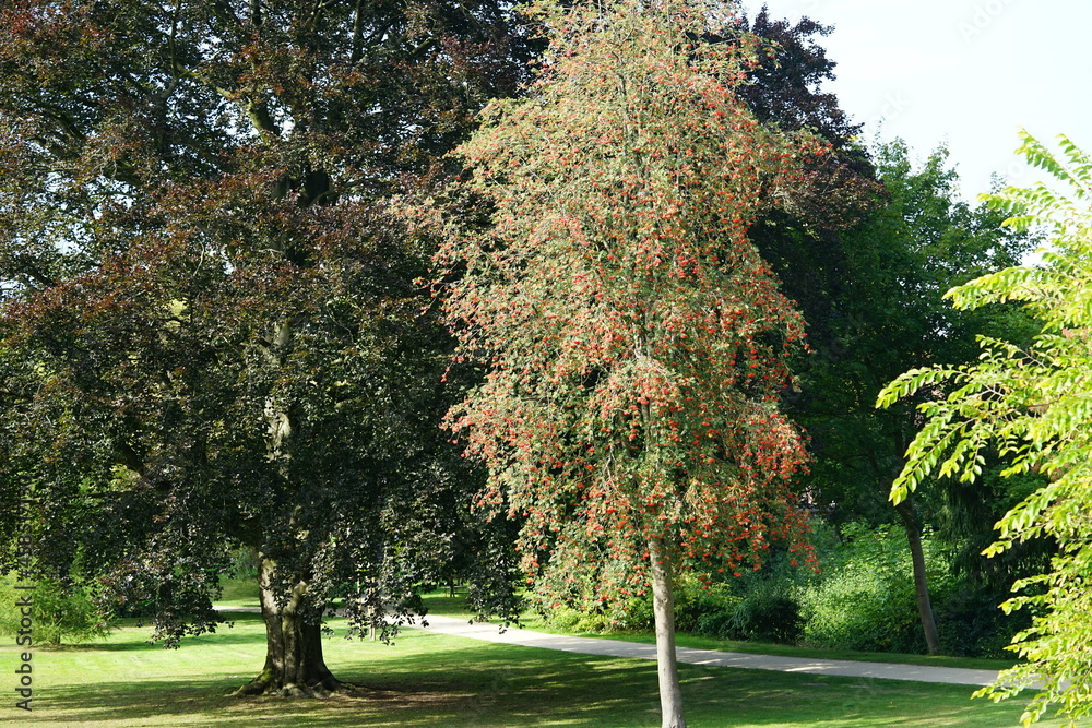 Naklejka premium old red beech tree in the park, tree