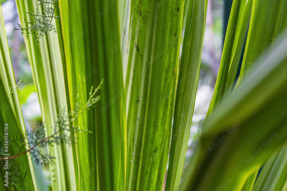 Close to a thick juicy leaf of an exotic plant in a greenhouse Close to a thick juicy leaf of an exotic plant in a greenhouse