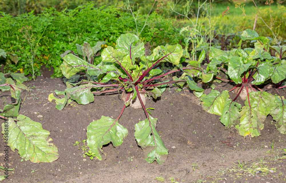 Beetroot grows at the vegetable garden Beetroot grows at the vegetable garden