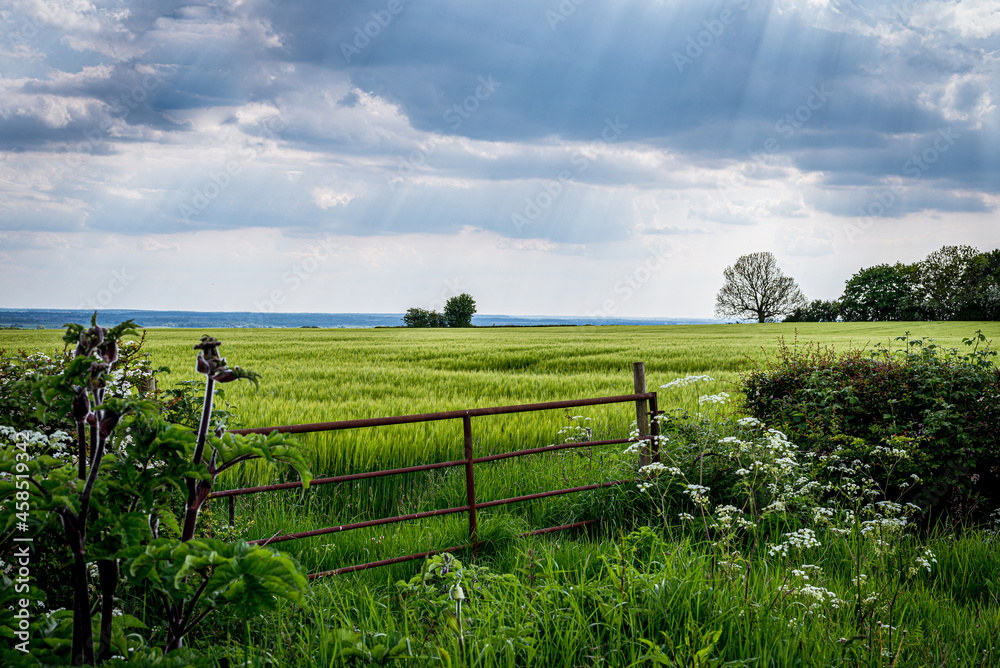 Naklejka premium landscape with a fence and sunbeams