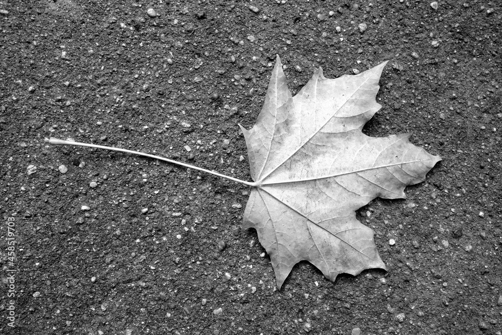 Fallen maple leaf on asphalt road in black and white. Fallen maple leaf on asphalt road in black and white.