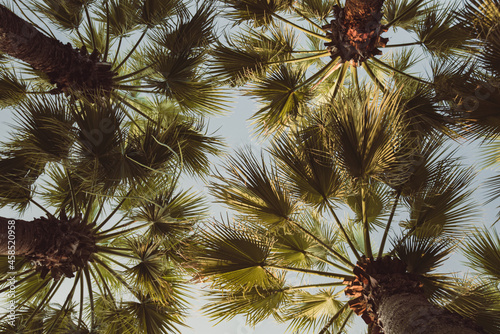 palm trees view from below. Leaves Plants Jungle