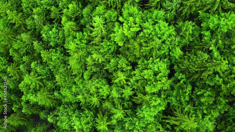 Summer coniferous forest aerial top view, Bright green forest in good weather, nature background footage in 4K Summer coniferous forest aerial top view, Bright green forest in good weather, nature background footage in 4K