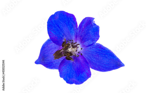 blue delphinium flower isolated