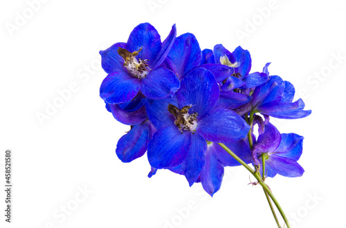 Fotografiet blue delphinium flower isolated