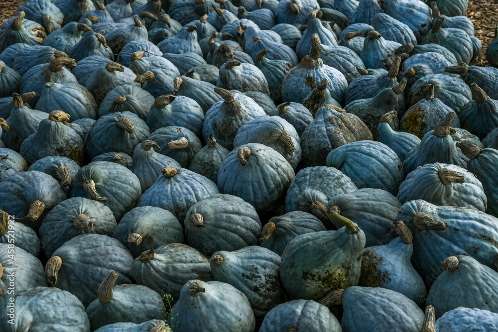 Lots of Blue Hubbard Squashes (also called New England Blue Hubbard), one of them is really huge. The picture was taken on a farmer's market in Braedstrup, Denmark, Lots of Blue Hubbard Squashes (also called New England Blue Hubbard), one of them is really huge. The picture was taken on a farmer's market in Braedstrup, Denmark,
