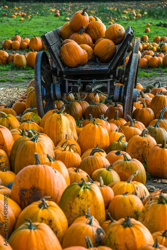 Old Wagon with Pumpkins and Pumpkins in Front of Vintage Wood Wheel